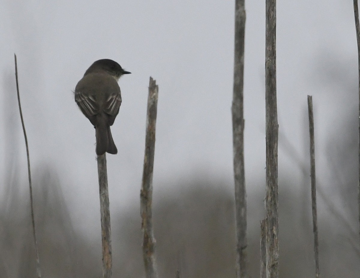 Eastern Phoebe - ML646944009