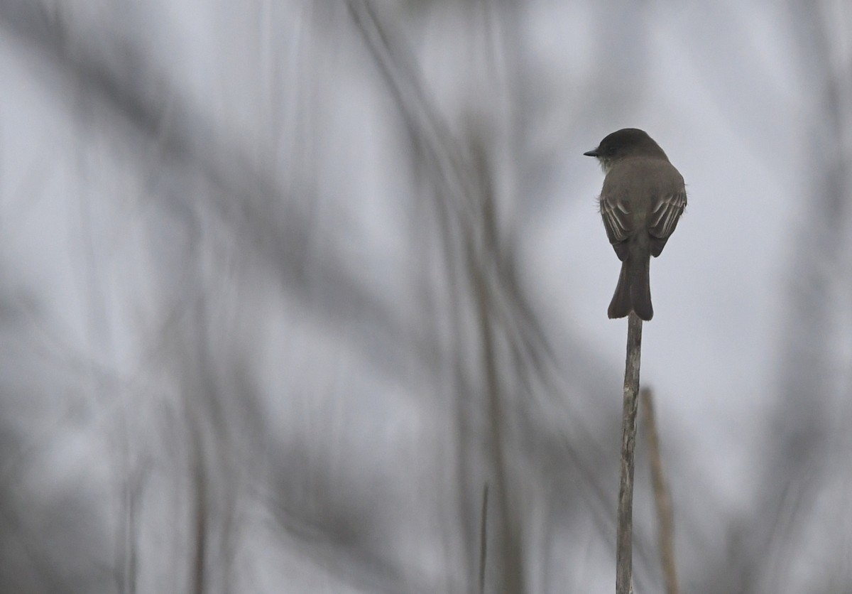 Eastern Phoebe - ML646944010