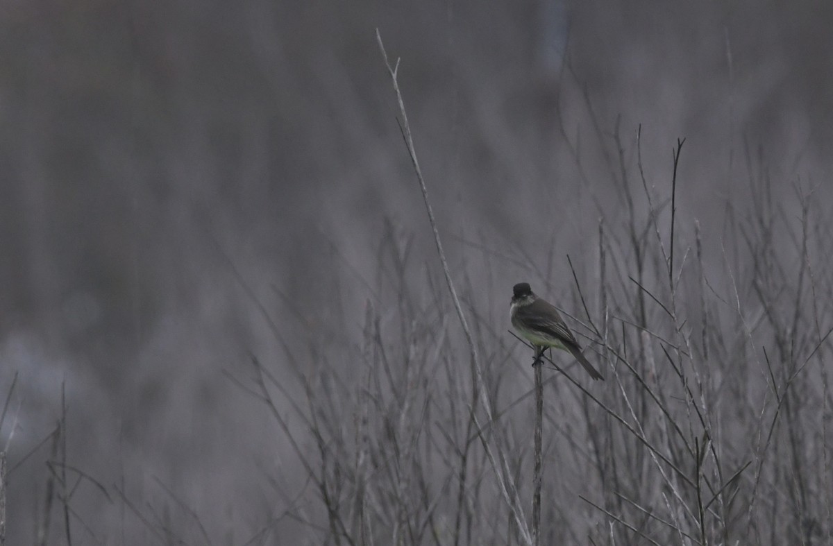 Eastern Phoebe - ML646944011