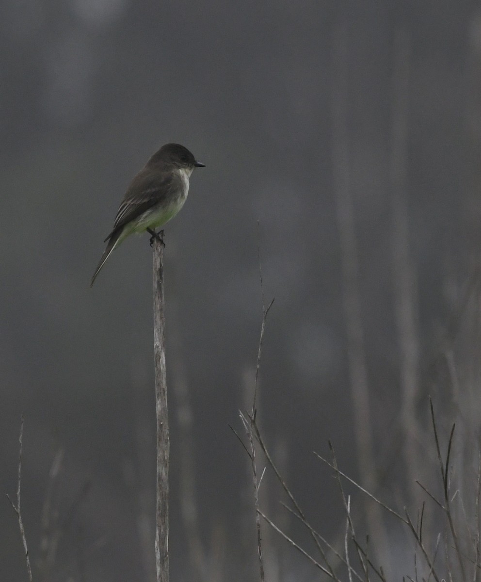 Eastern Phoebe - ML646944012