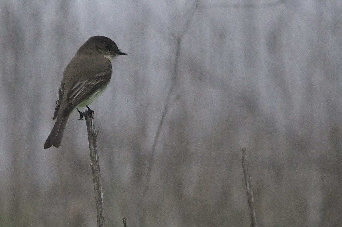 Eastern Phoebe - ML646944013