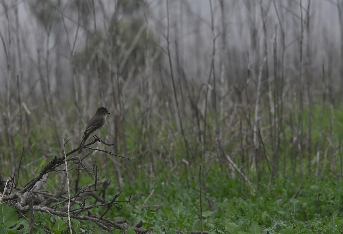Eastern Phoebe - ML646944014