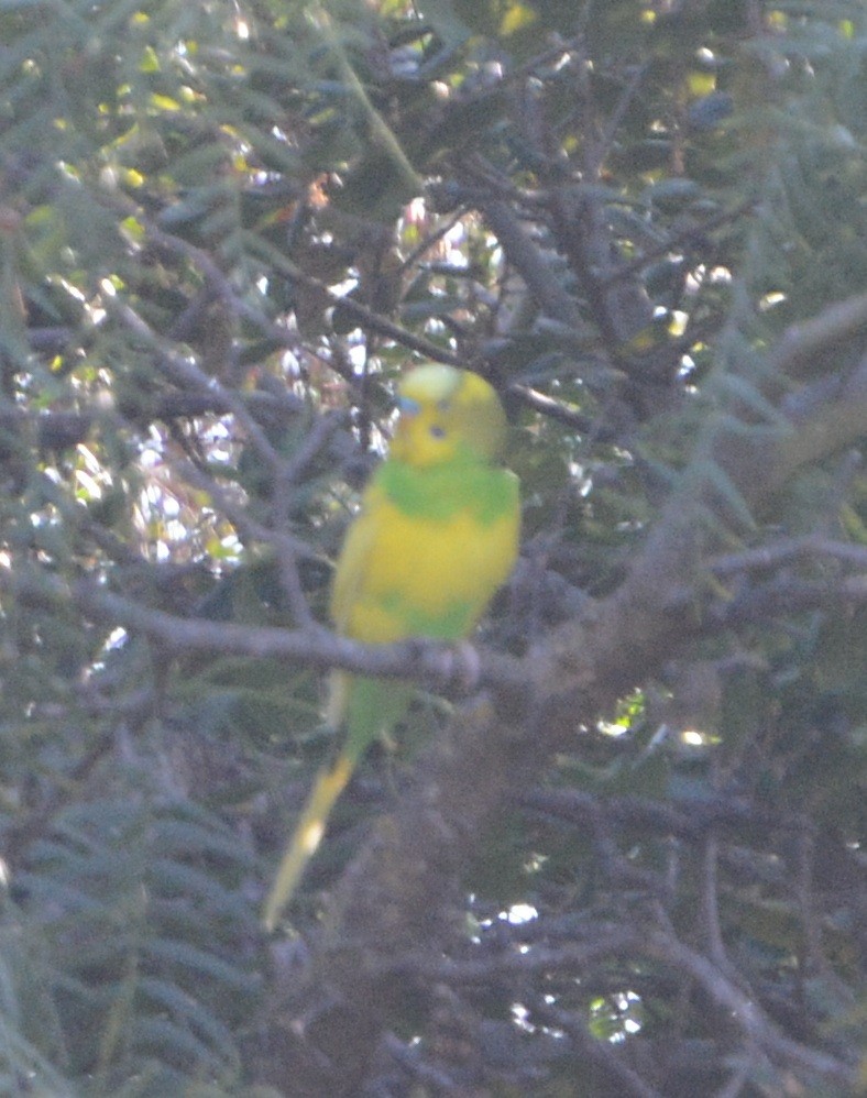 Budgerigar - ML646944015