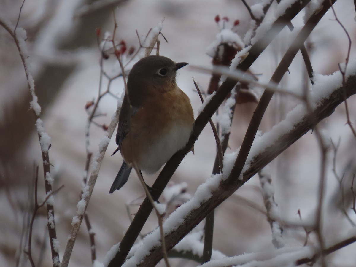 Восточная сиалия - ML646944016