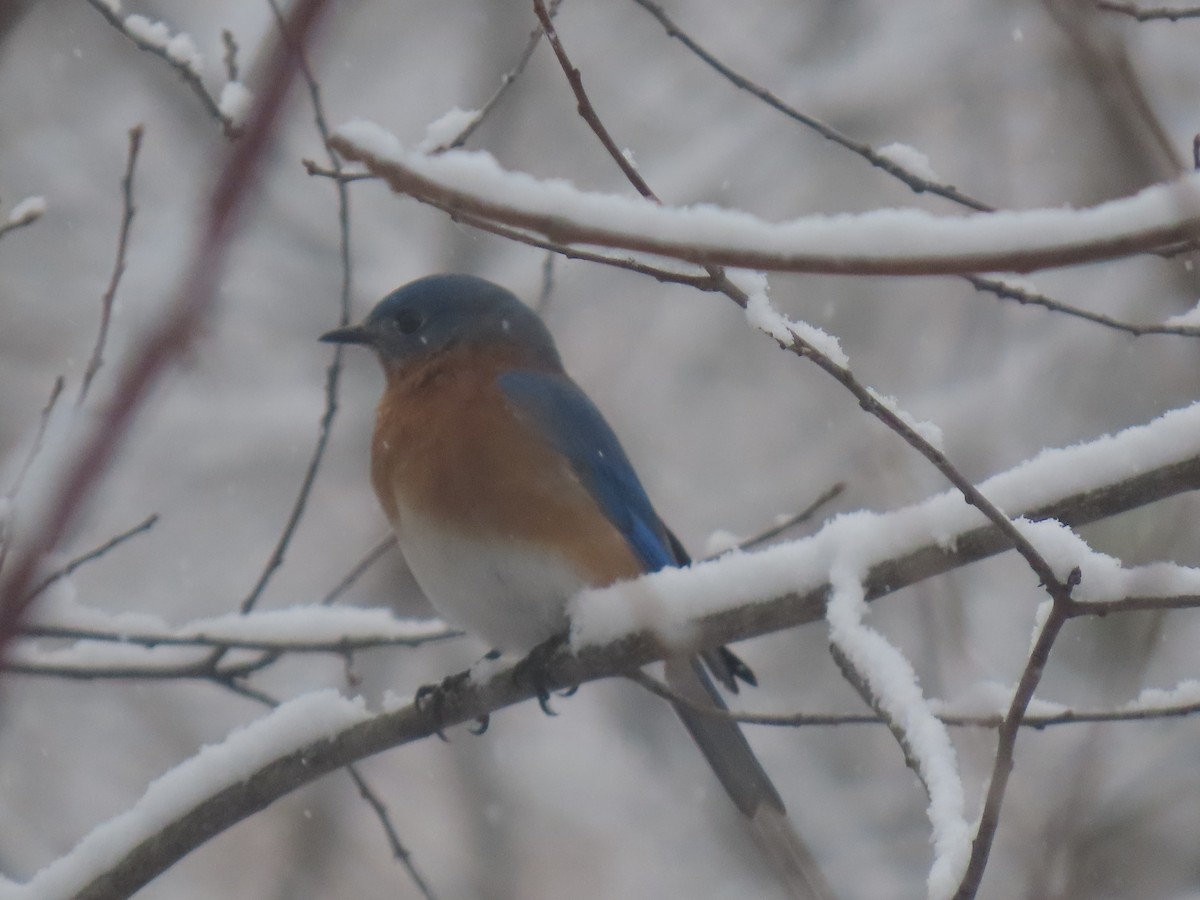 Восточная сиалия - ML646944017