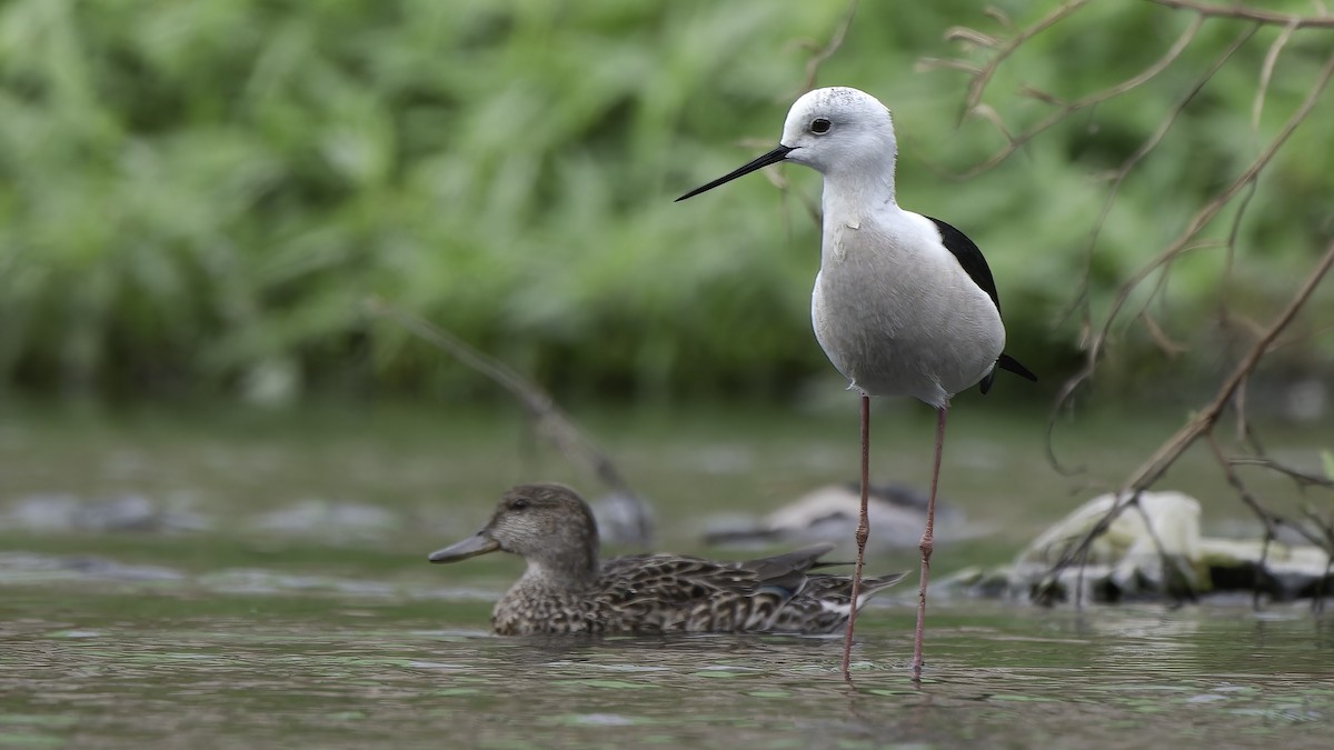 Black-winged Stilt - ML646944023