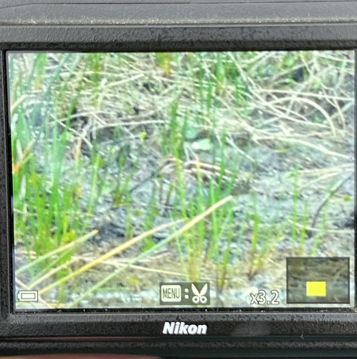 Wilson's Snipe - ML646944035