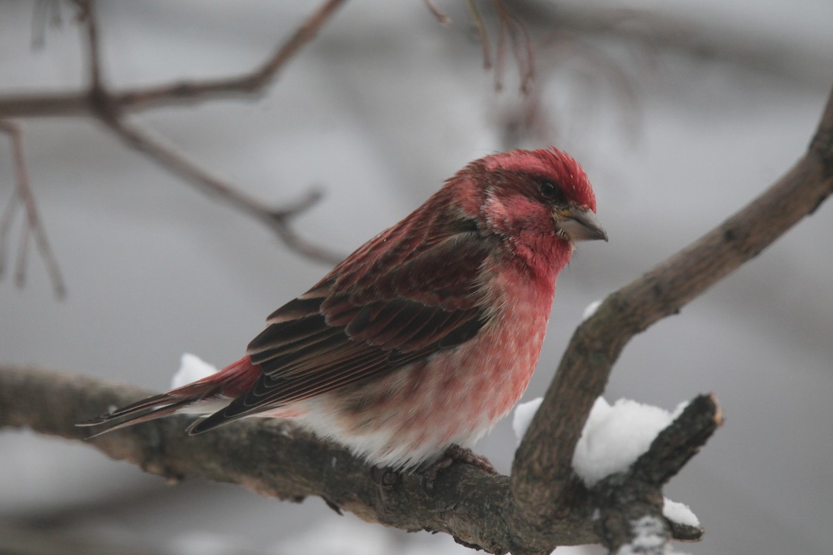 Purple Finch - ML646944037