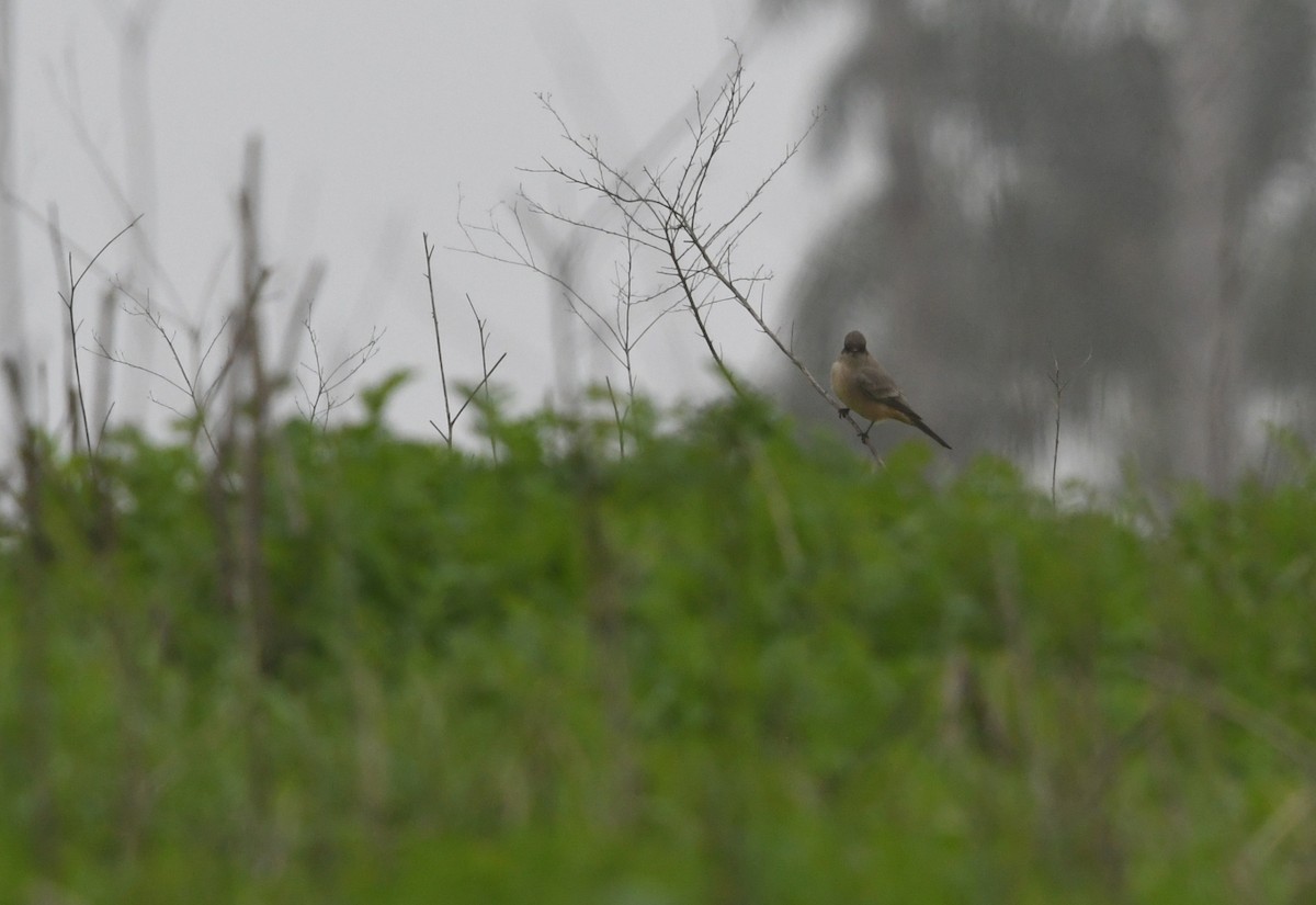Say's Phoebe - ML646944047