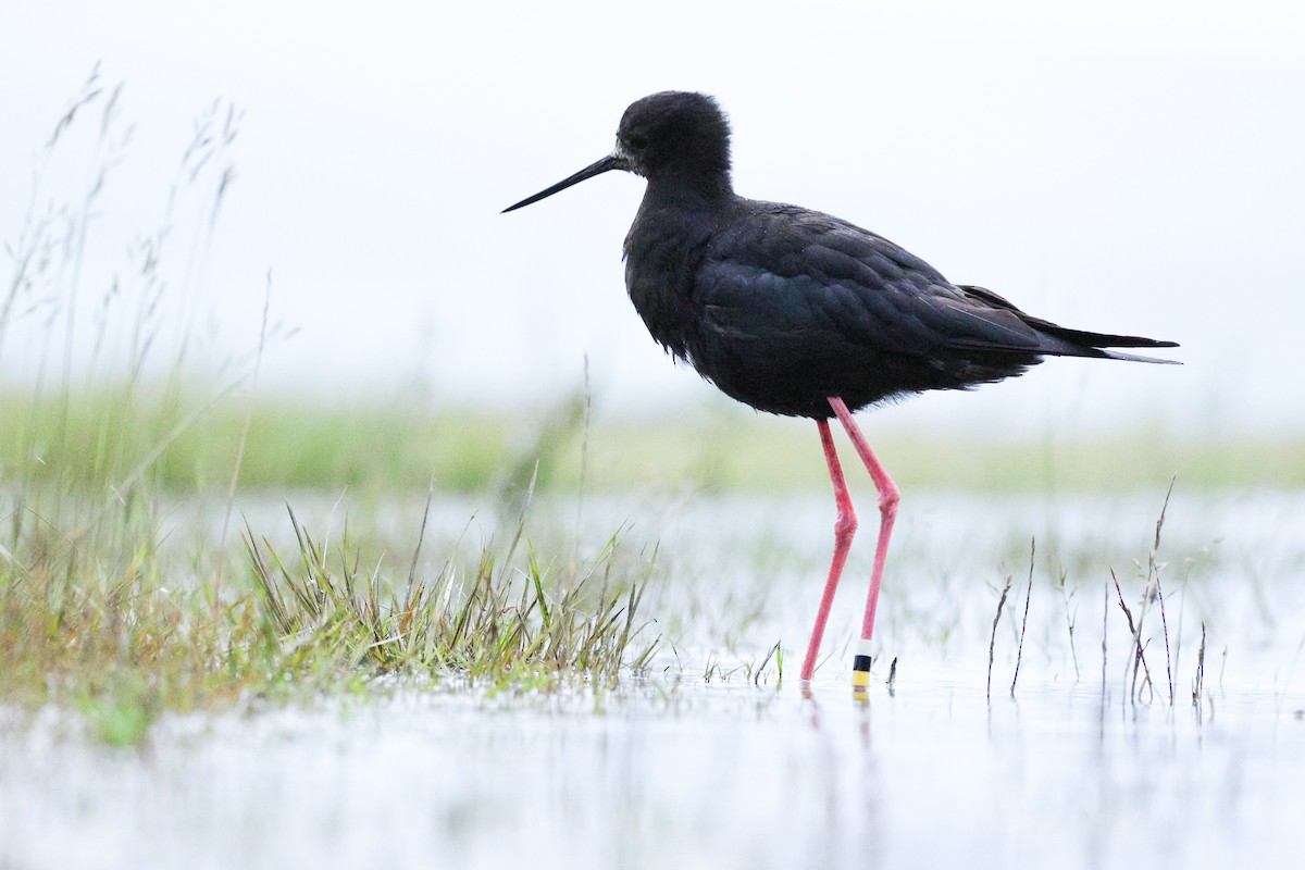 pisila černá - ML646944048