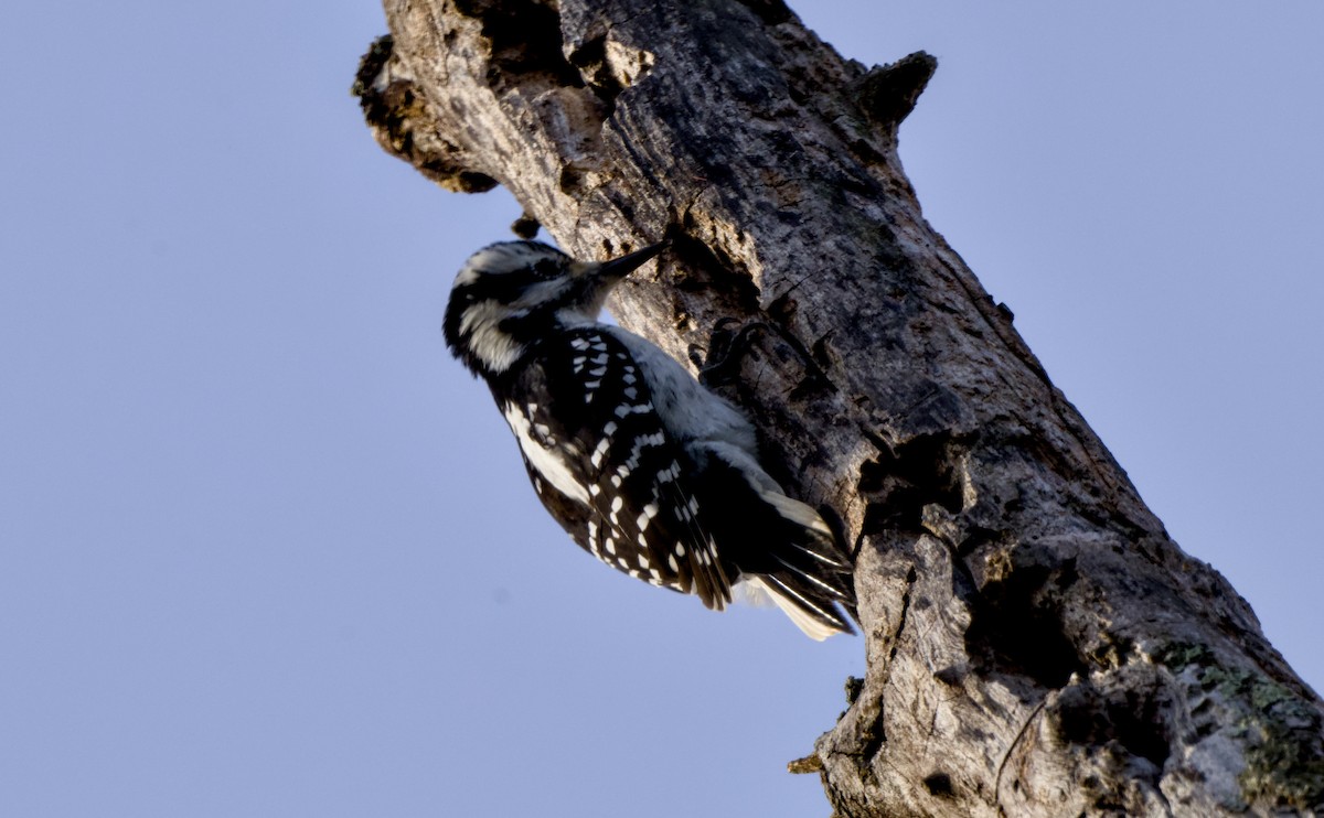 Pico Velloso - ML646944050