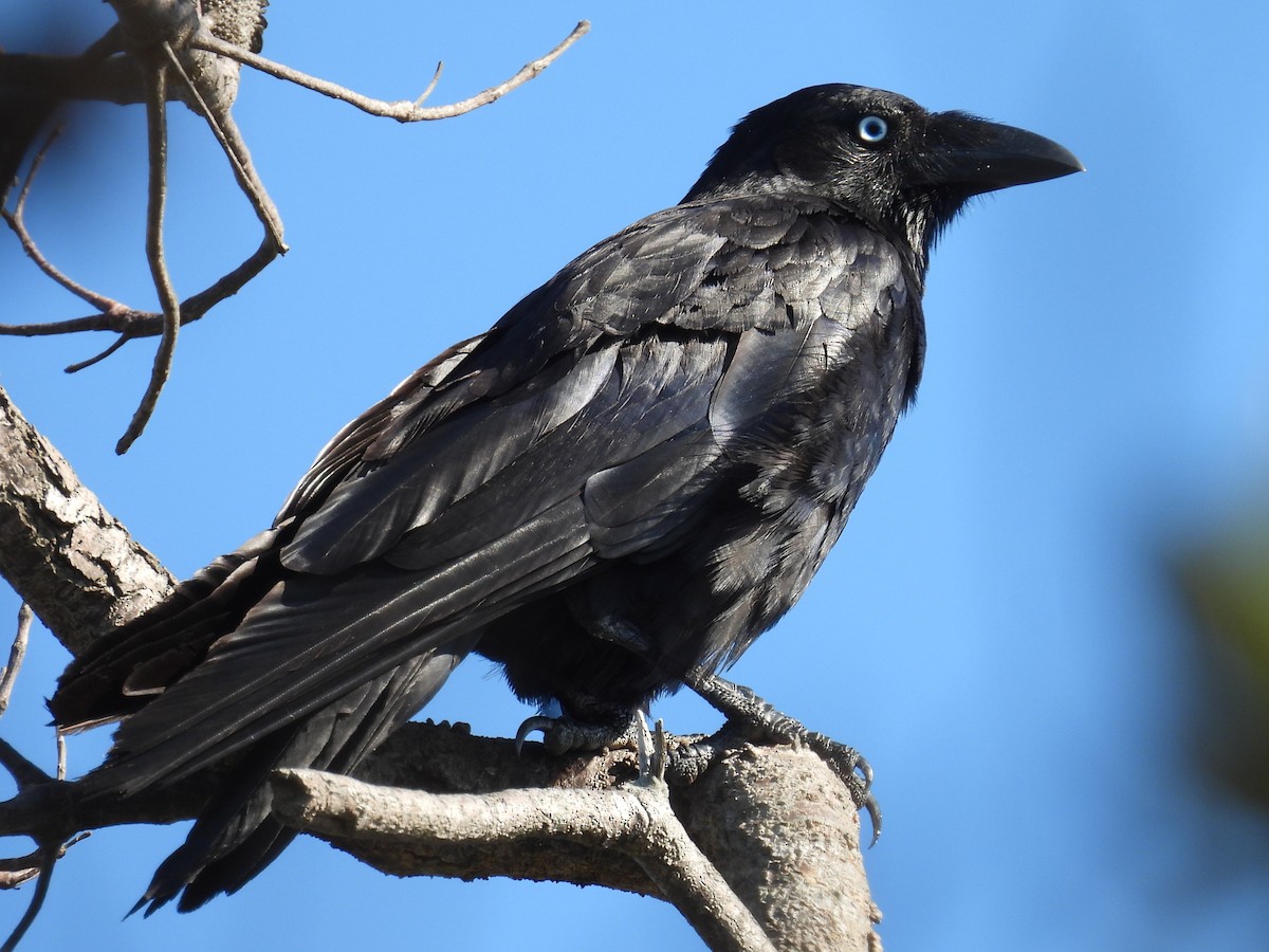 Torresian Crow - ML646944053