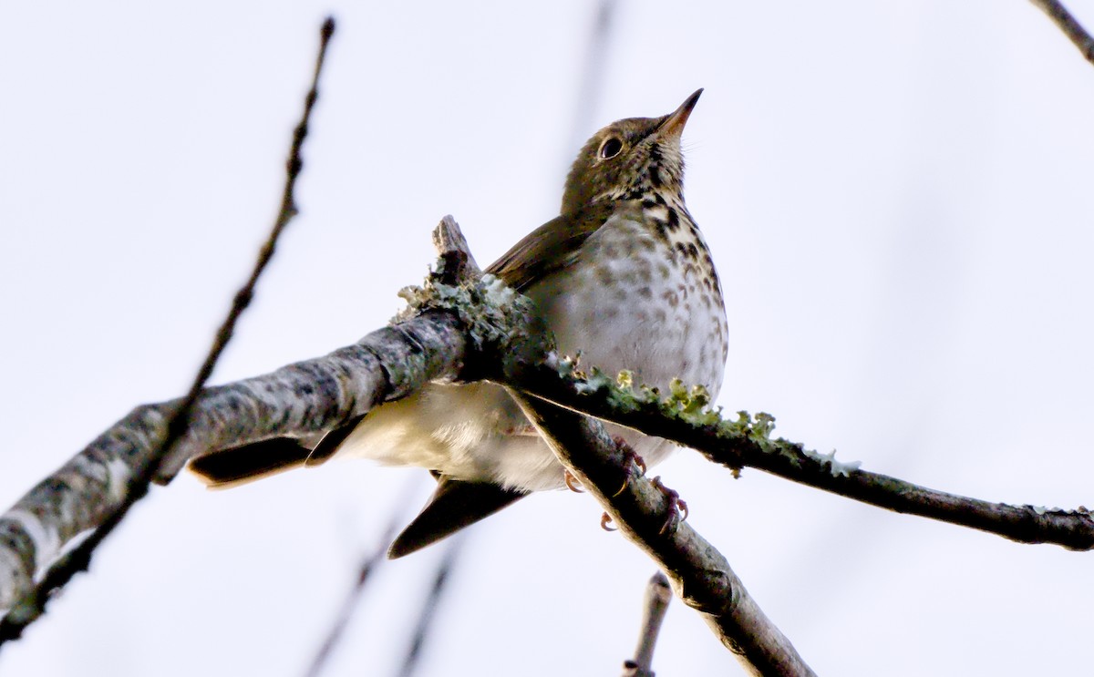 Zorzalito Colirrufo - ML646944056