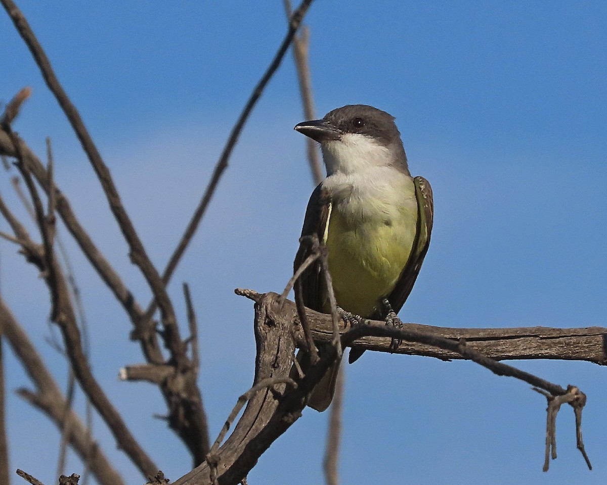 Thick-billed Kingbird - ML646944057