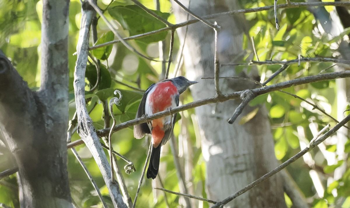 Gray-throated Chat - ML646944059