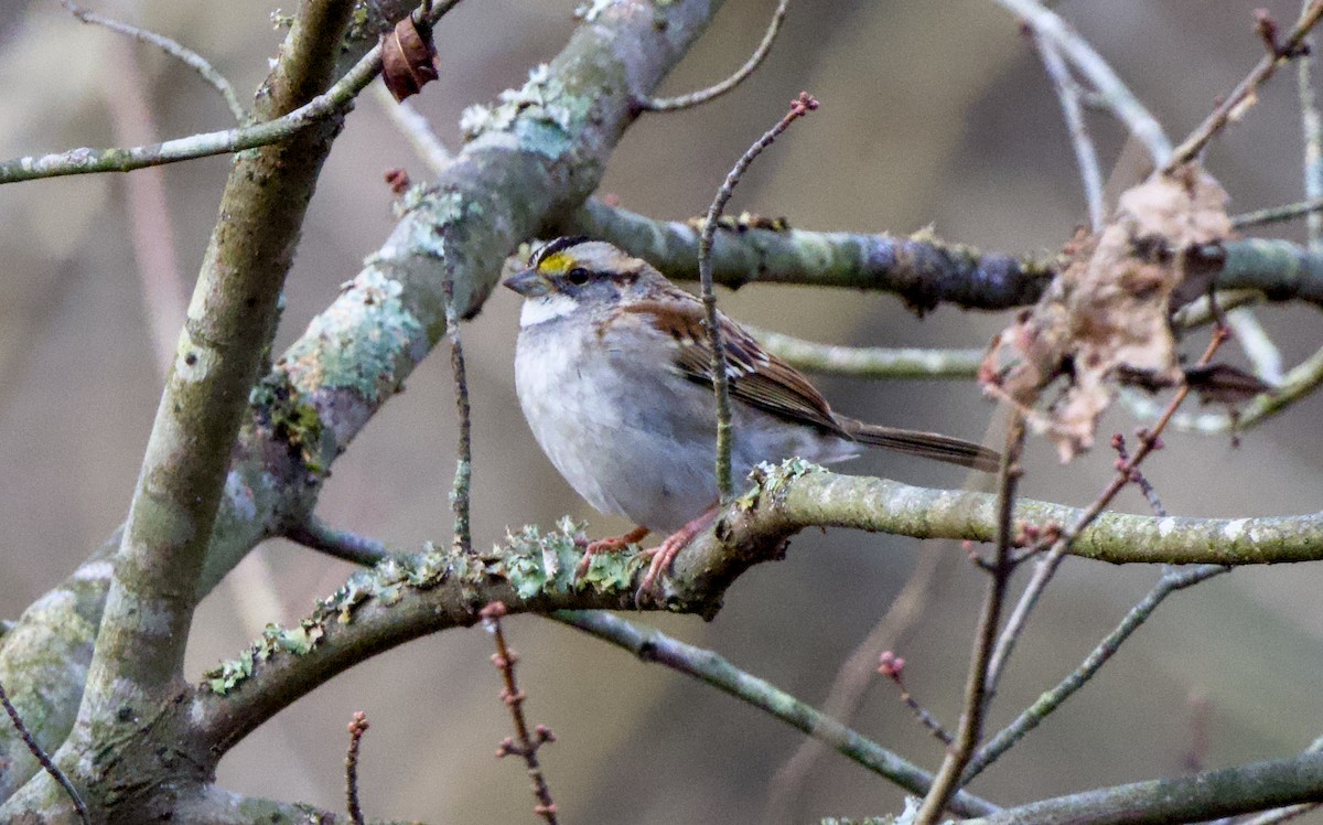 Chingolo Gorjiblanco - ML646944060