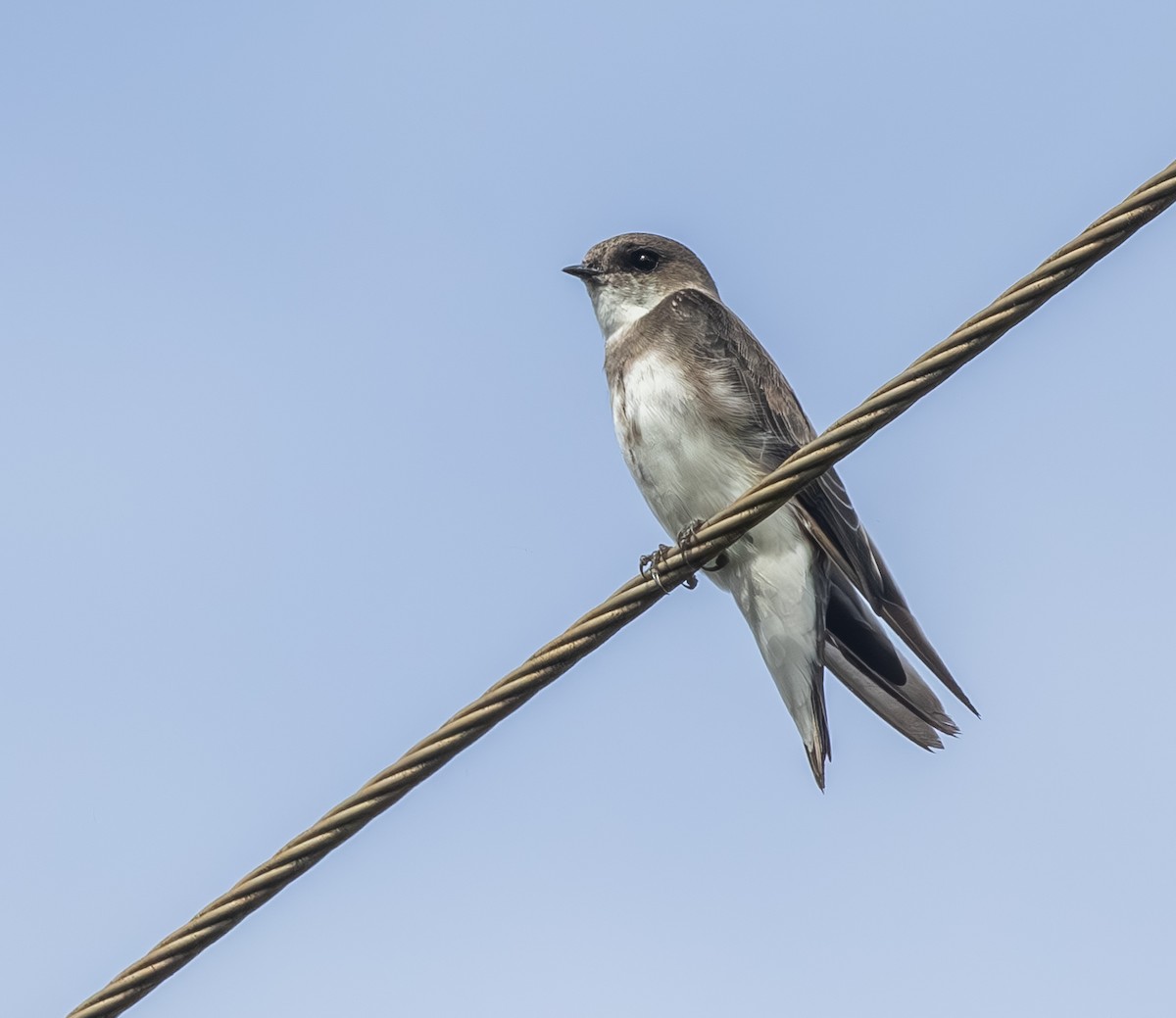 Bank Swallow - ML646944063
