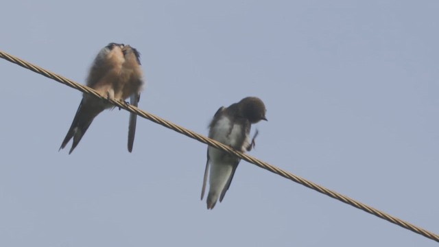 břehule říční - ML646944066