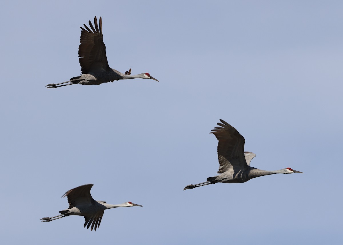 Sandhill Crane - ML646944070