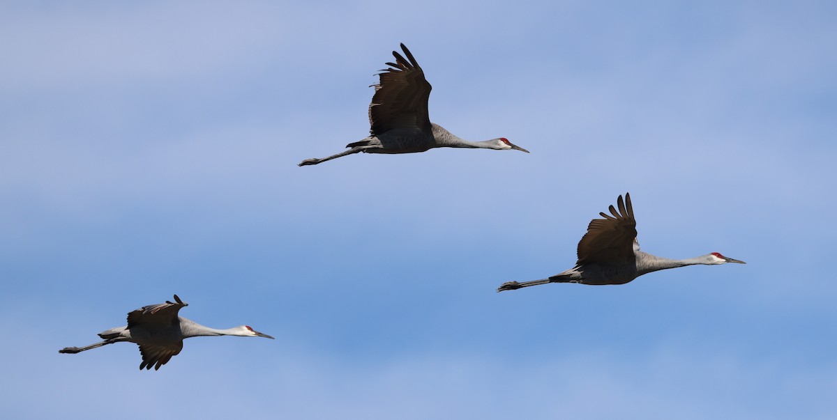 Sandhill Crane - ML646944071