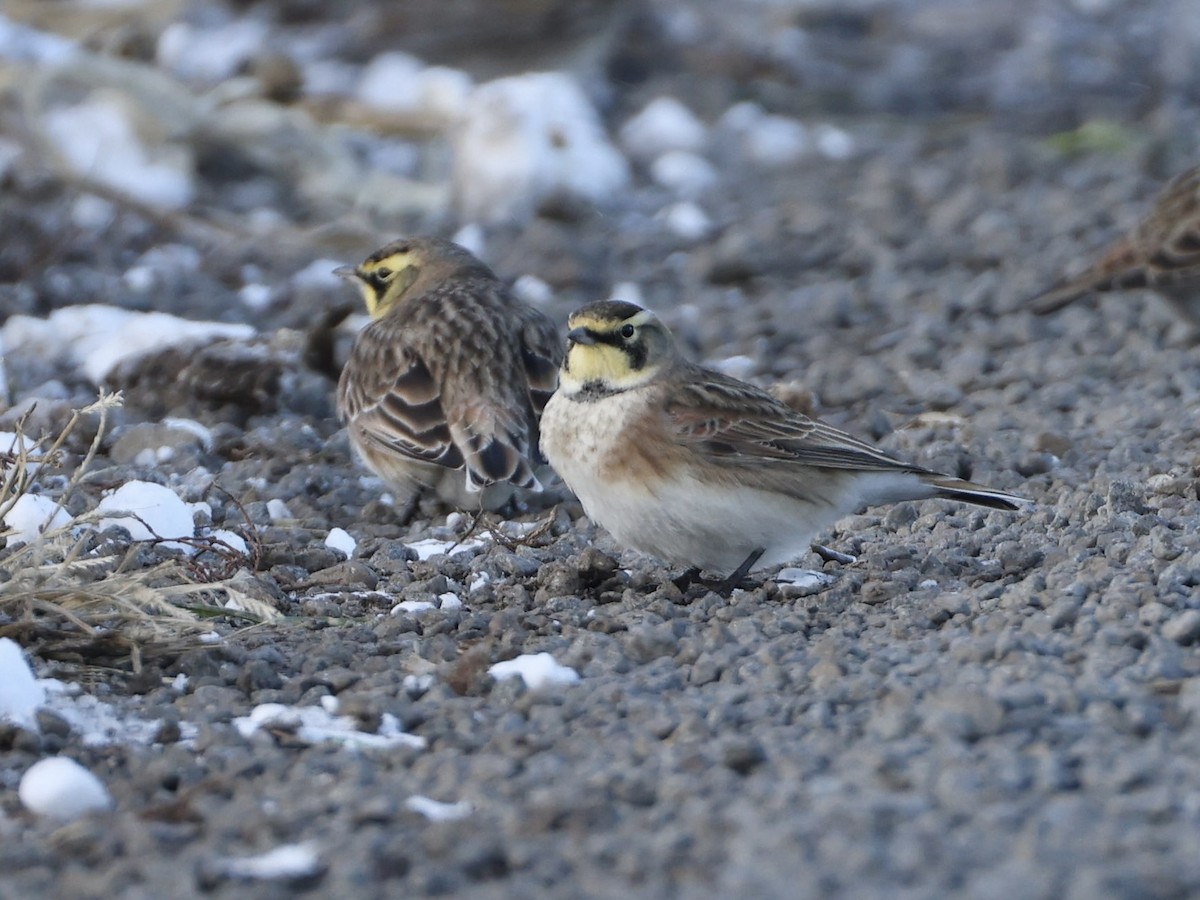 Horned Lark - ML646944078