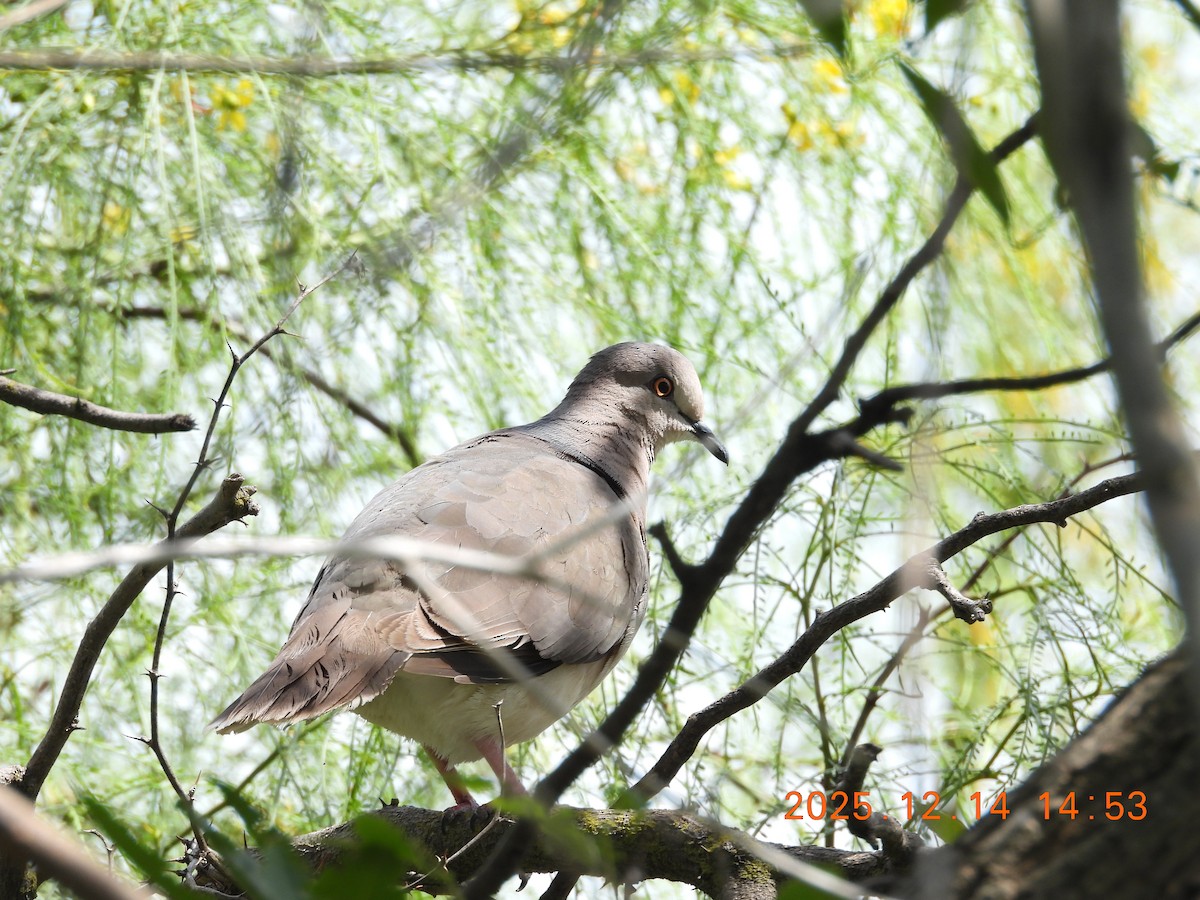 White-tipped Dove - ML646944079