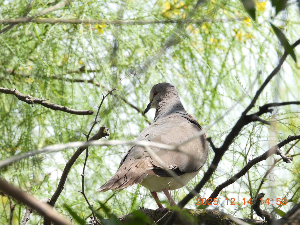White-tipped Dove - ML646944080