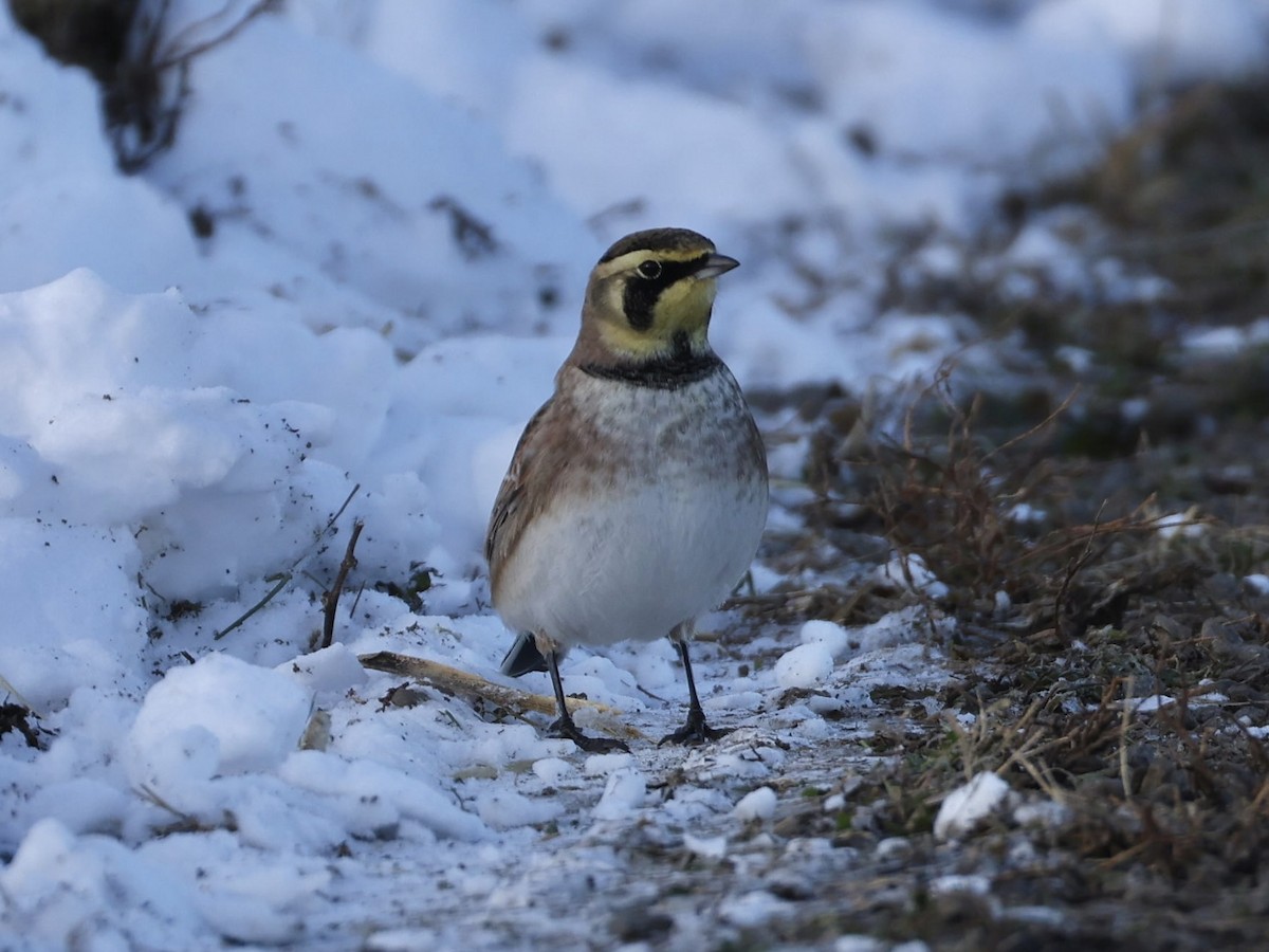 Horned Lark - ML646944084