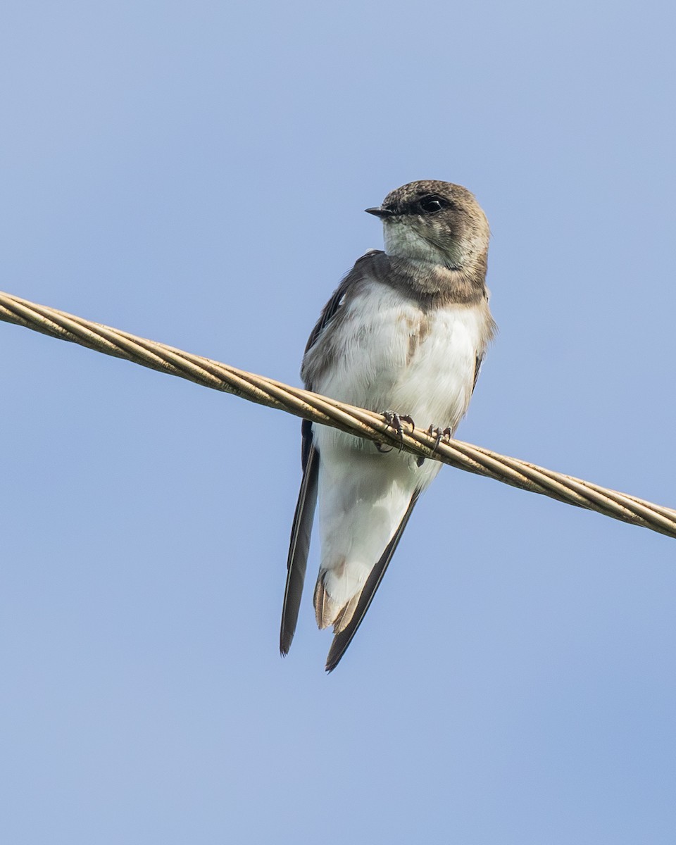 Bank Swallow - ML646944086