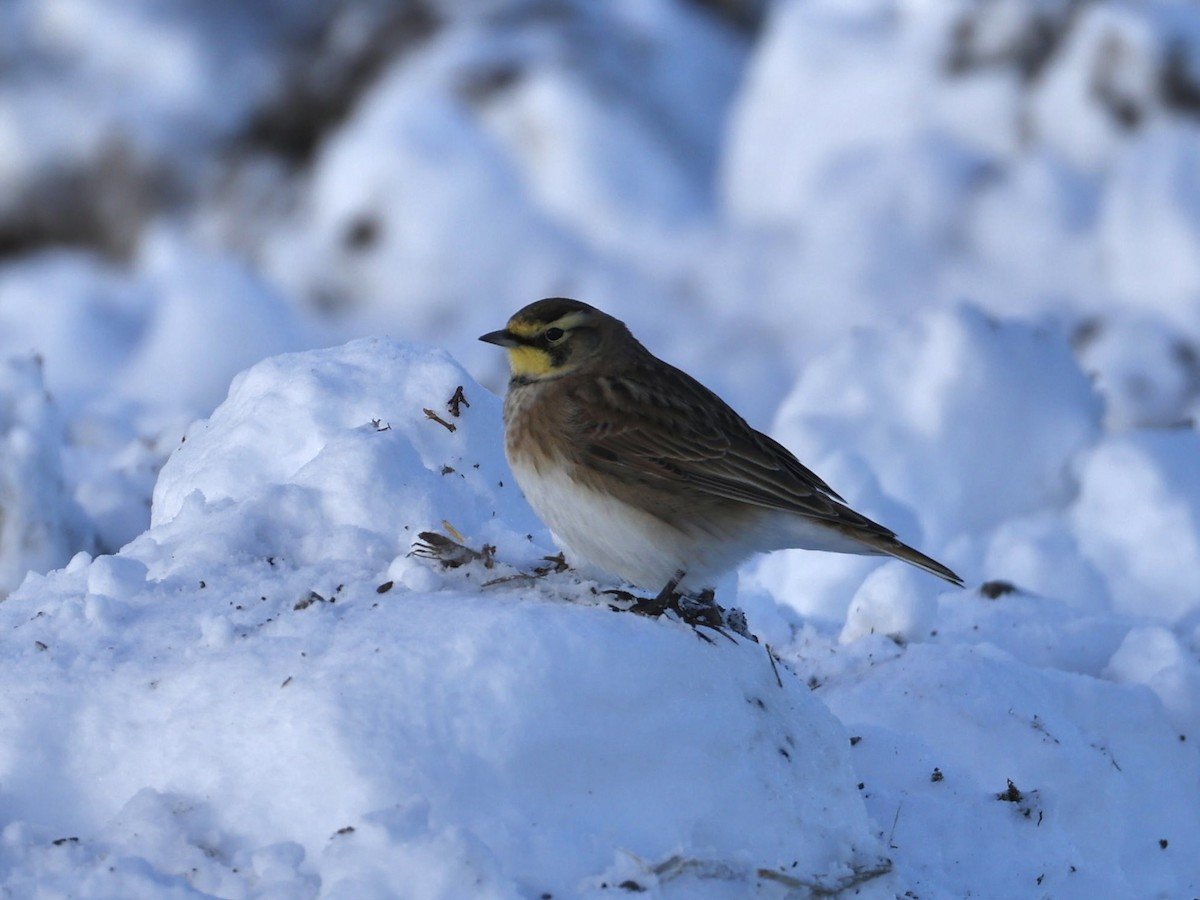 Horned Lark - ML646944088