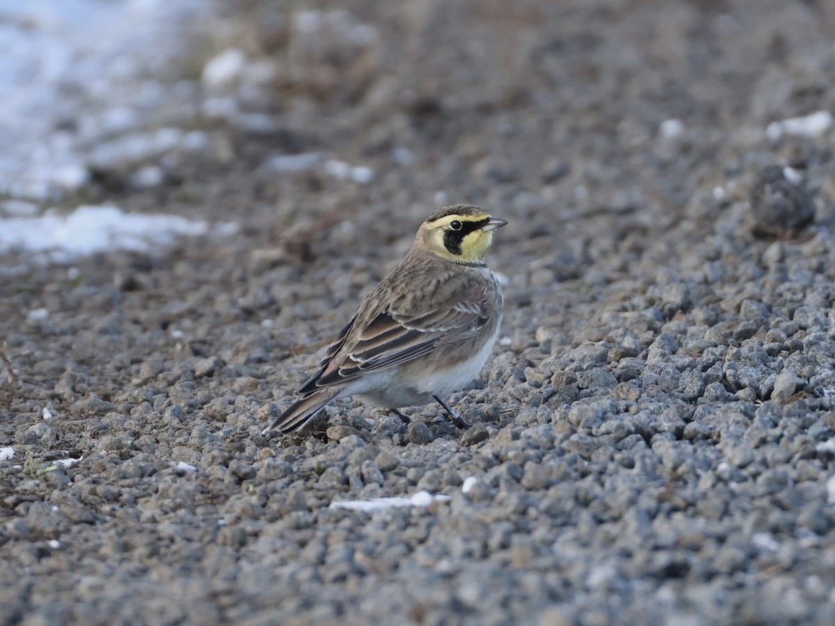 Horned Lark - ML646944089