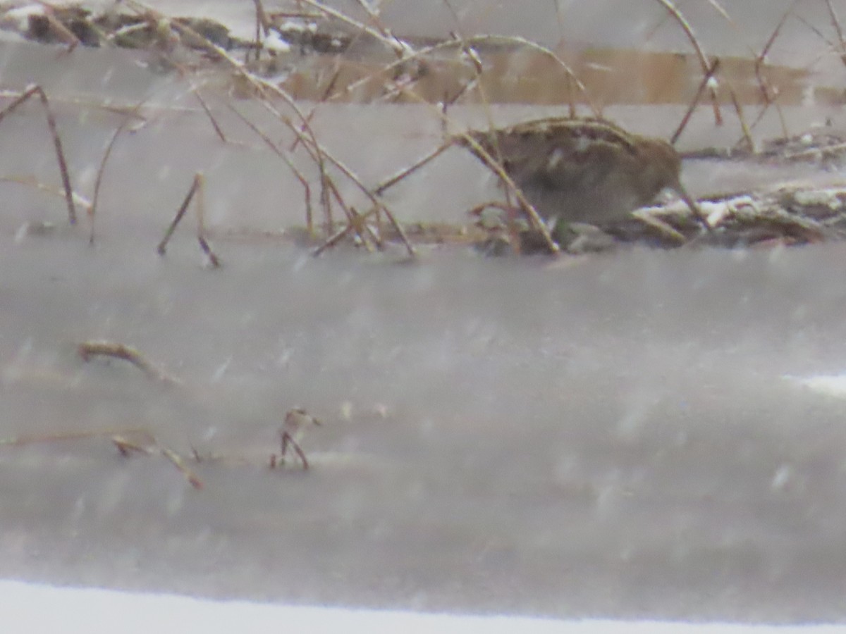 Wilson's Snipe - ML646944090