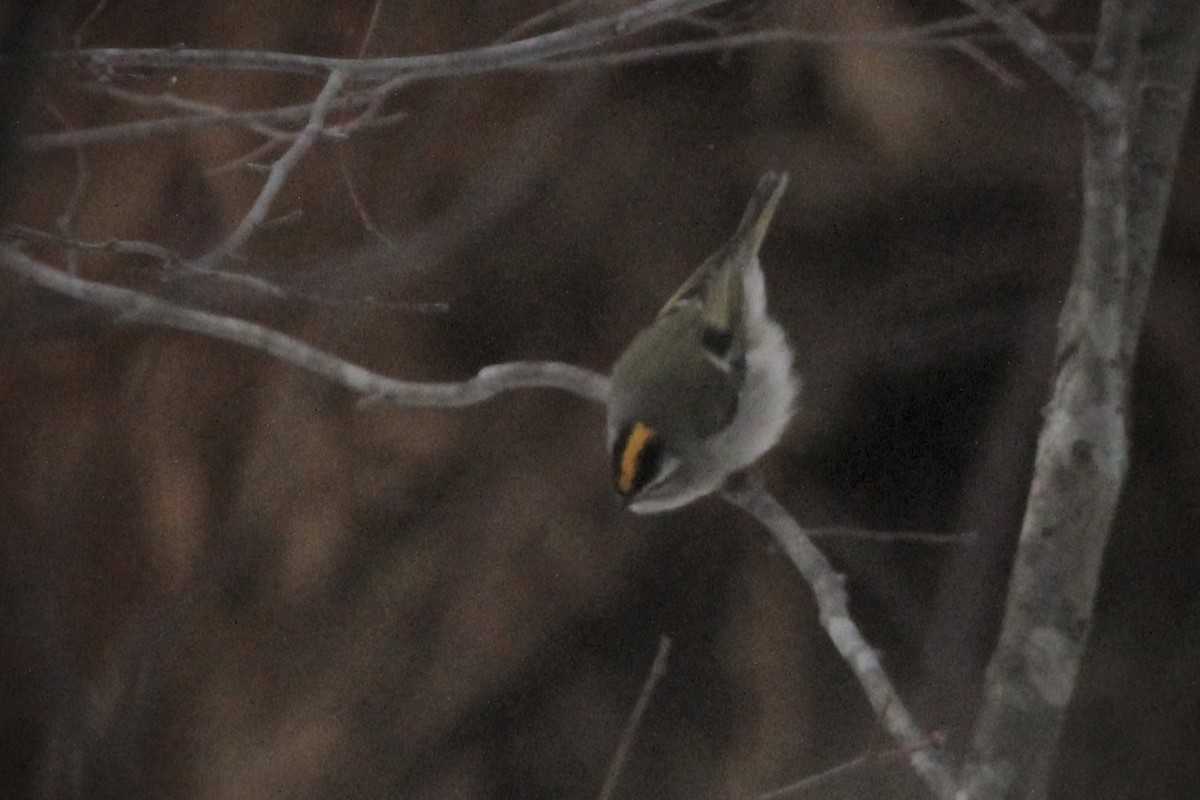 Golden-crowned Kinglet - ML646944091