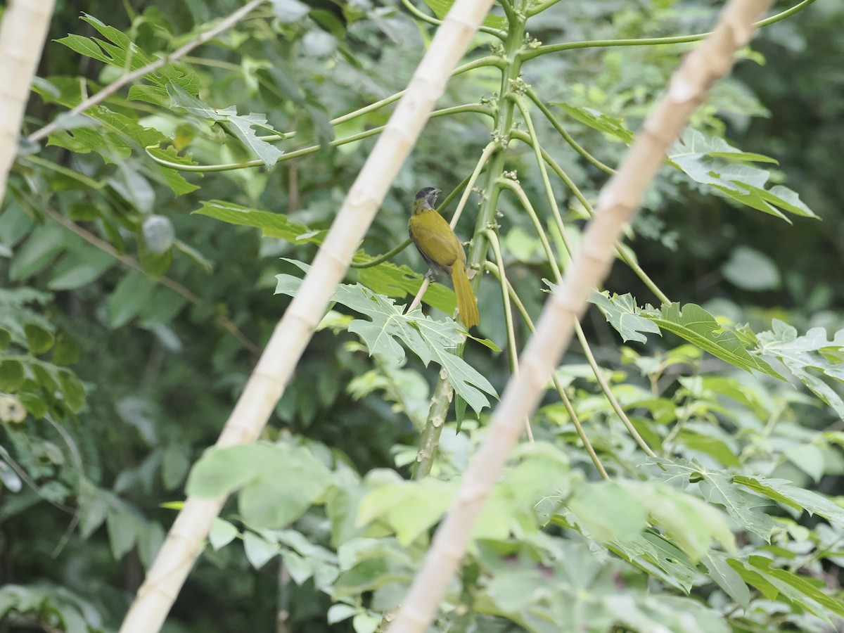 Black-headed Saltator - ML646944092