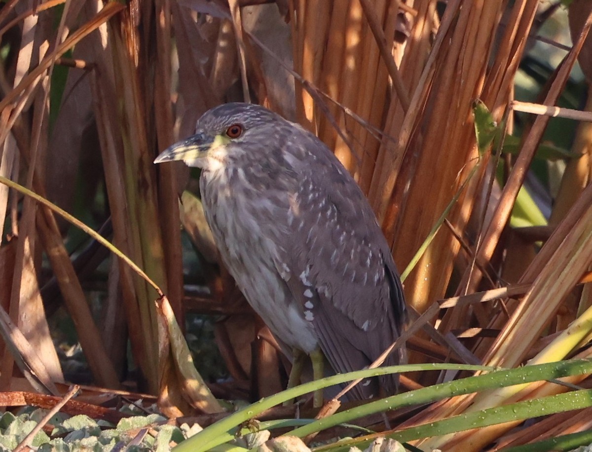 Black-crowned Night Heron - ML646944093