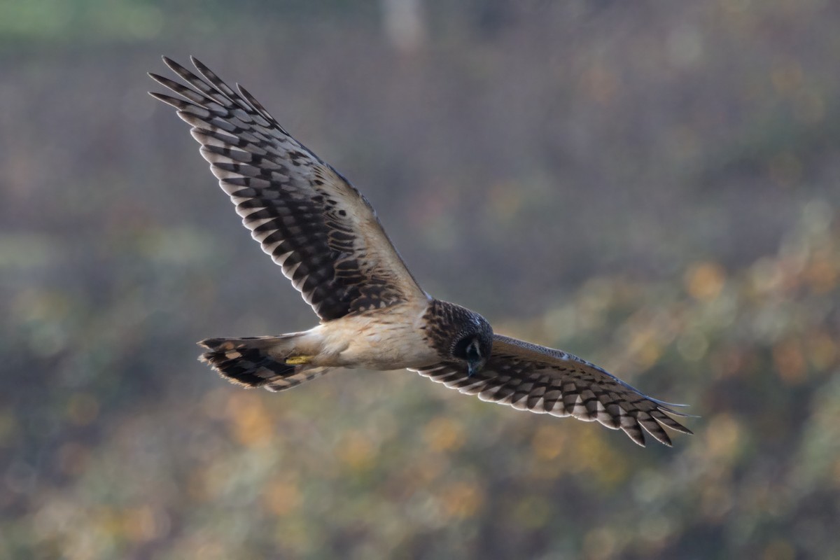 Northern Harrier - ML646944095