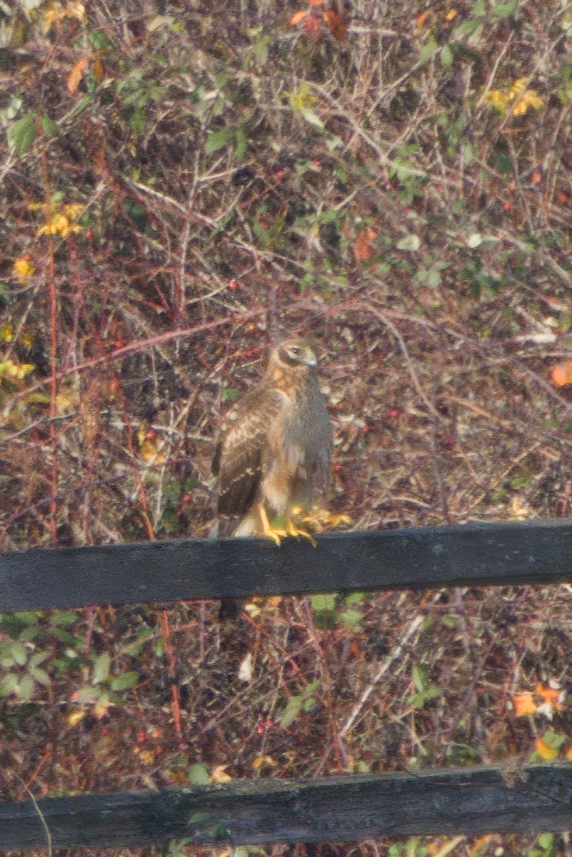 Northern Harrier - ML646944096