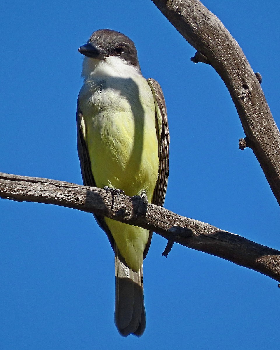 Thick-billed Kingbird - ML646944097