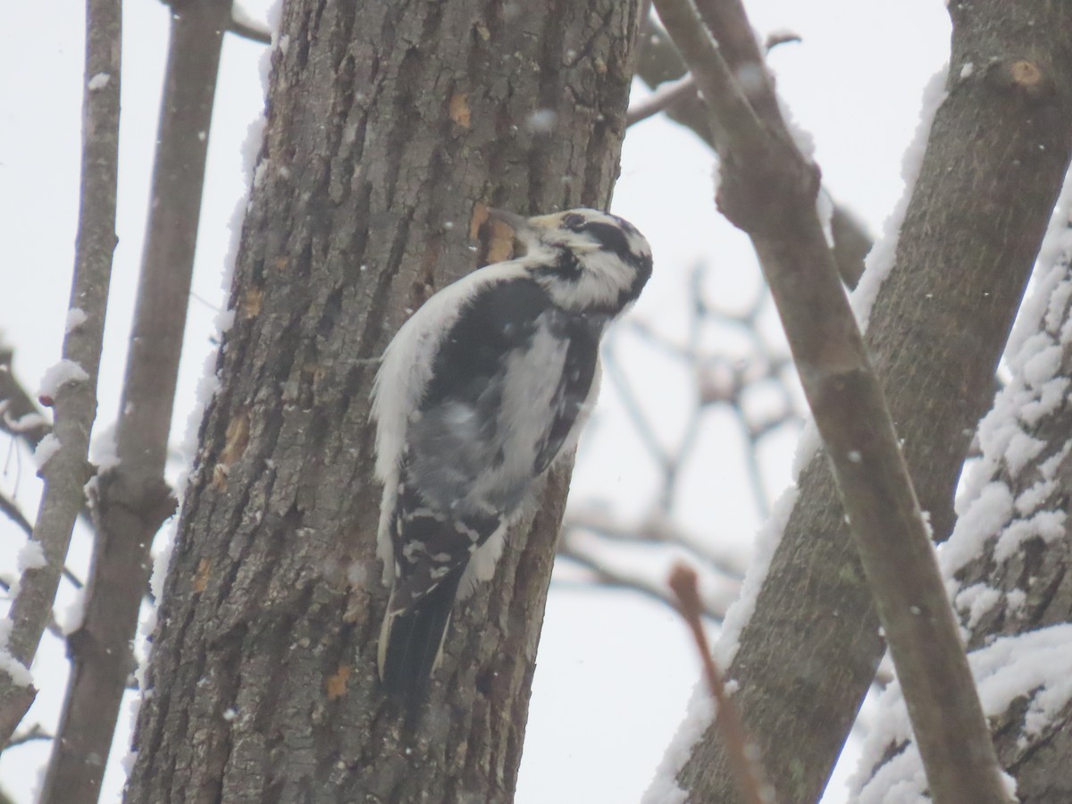 Волосатый дятел - ML646944098