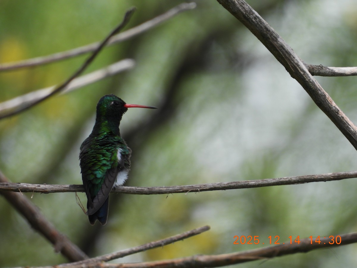 glansbuksmaragd - ML646944099