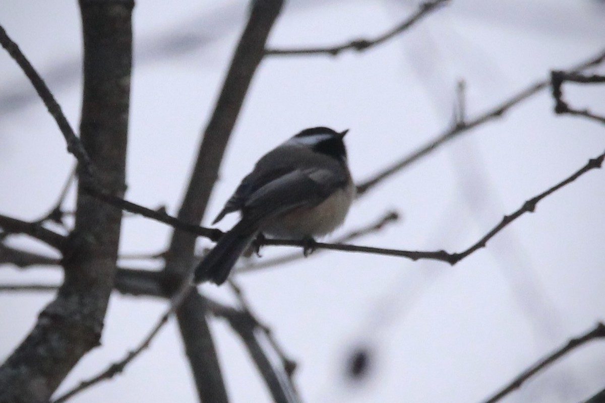 Black-capped Chickadee - ML646944101