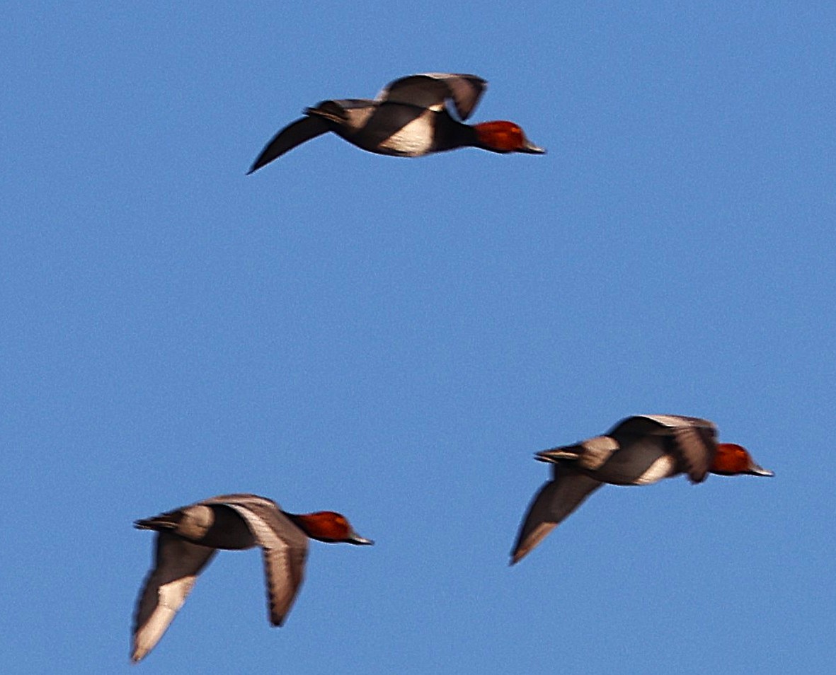 Redhead - ML646944109