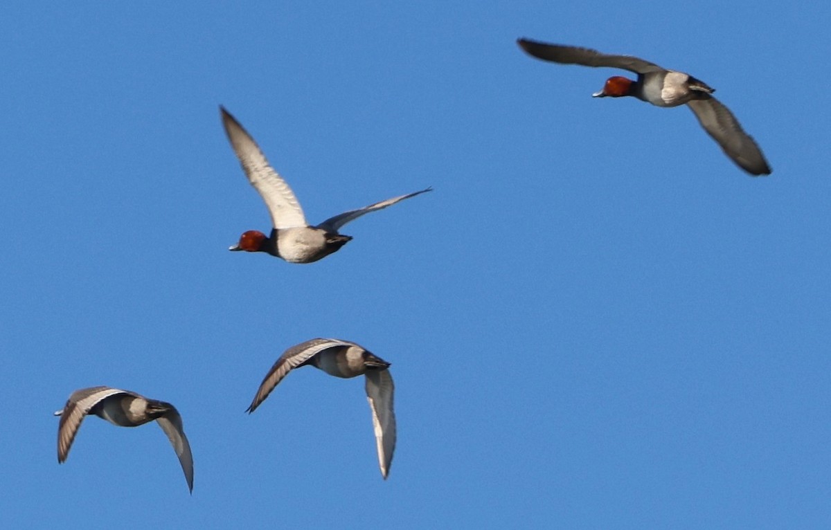 Redhead - ML646944110