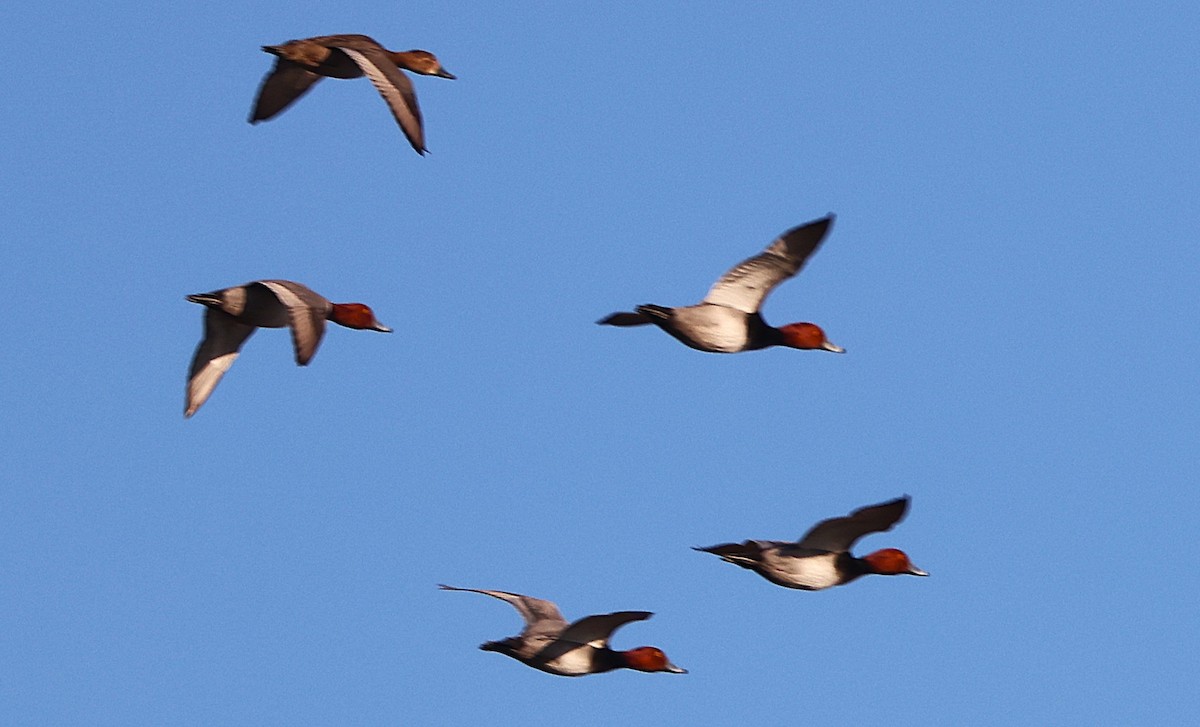 Redhead - ML646944111