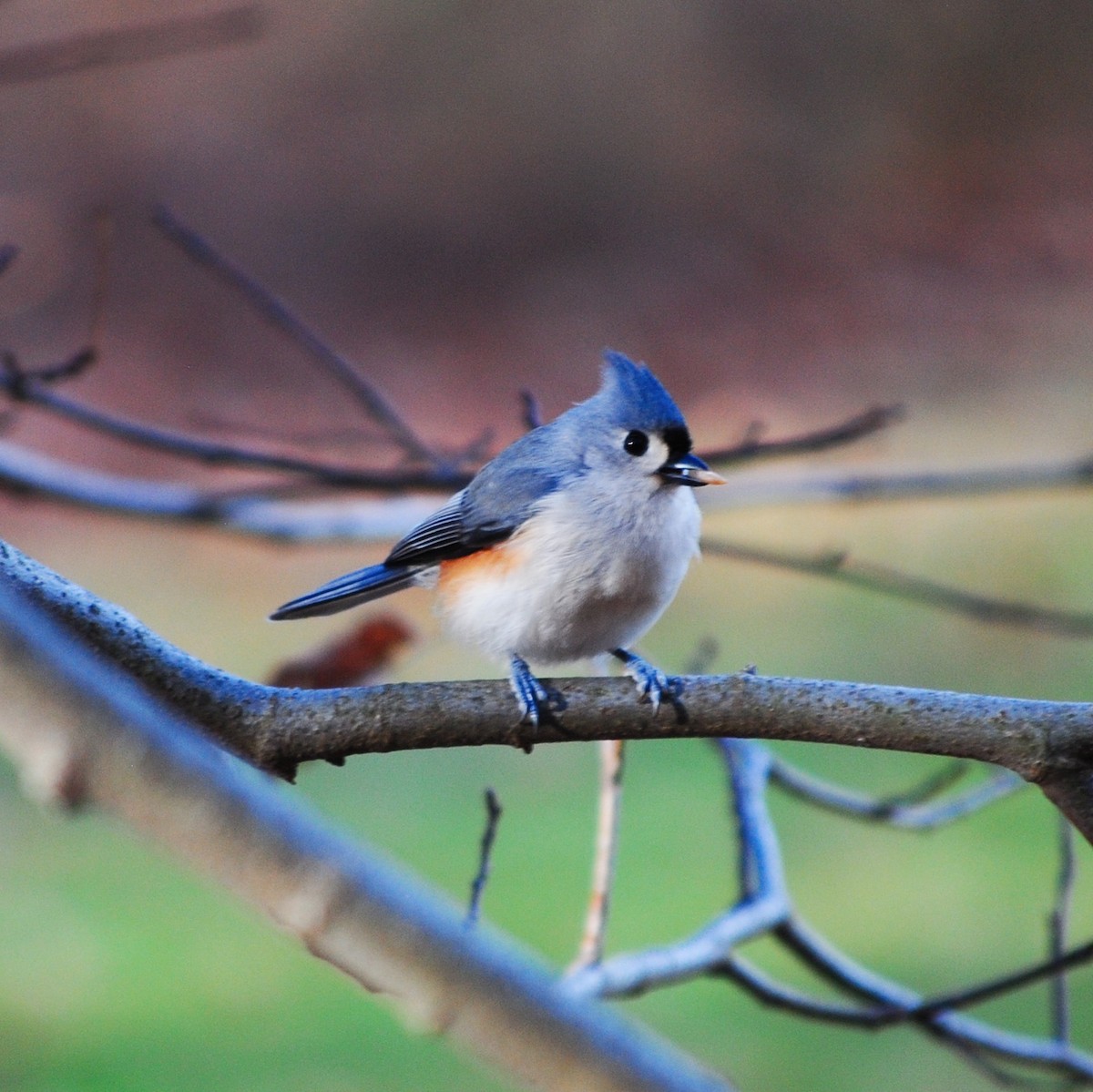Tufted Titmouse - ML646944112