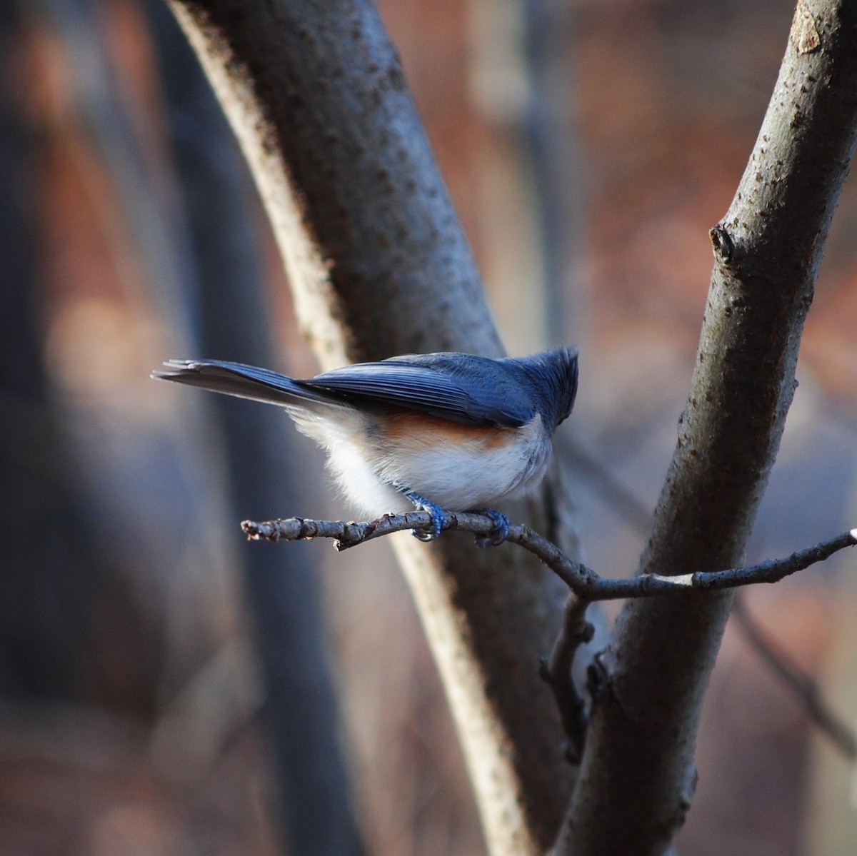 Tufted Titmouse - ML646944113