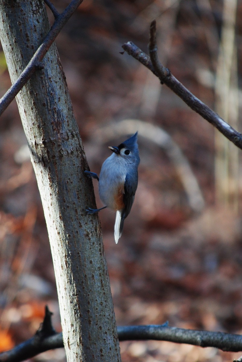 Tufted Titmouse - ML646944114