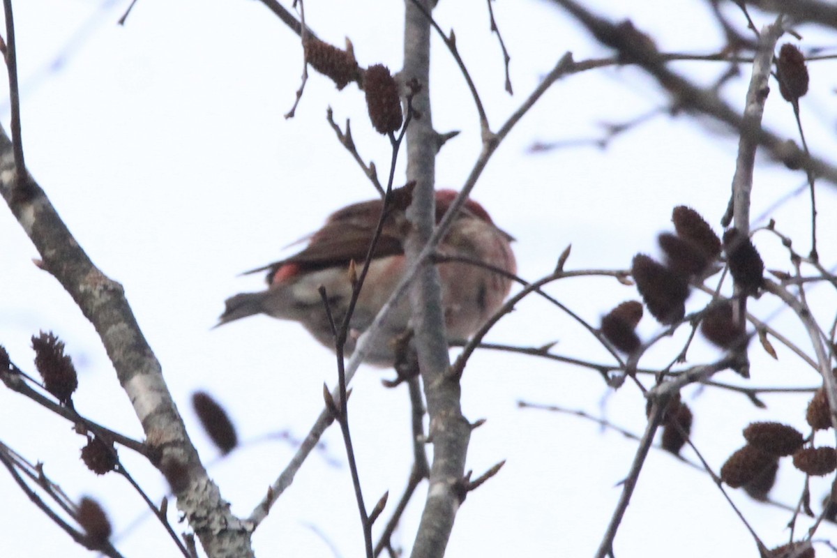 Purple Finch - ML646944117