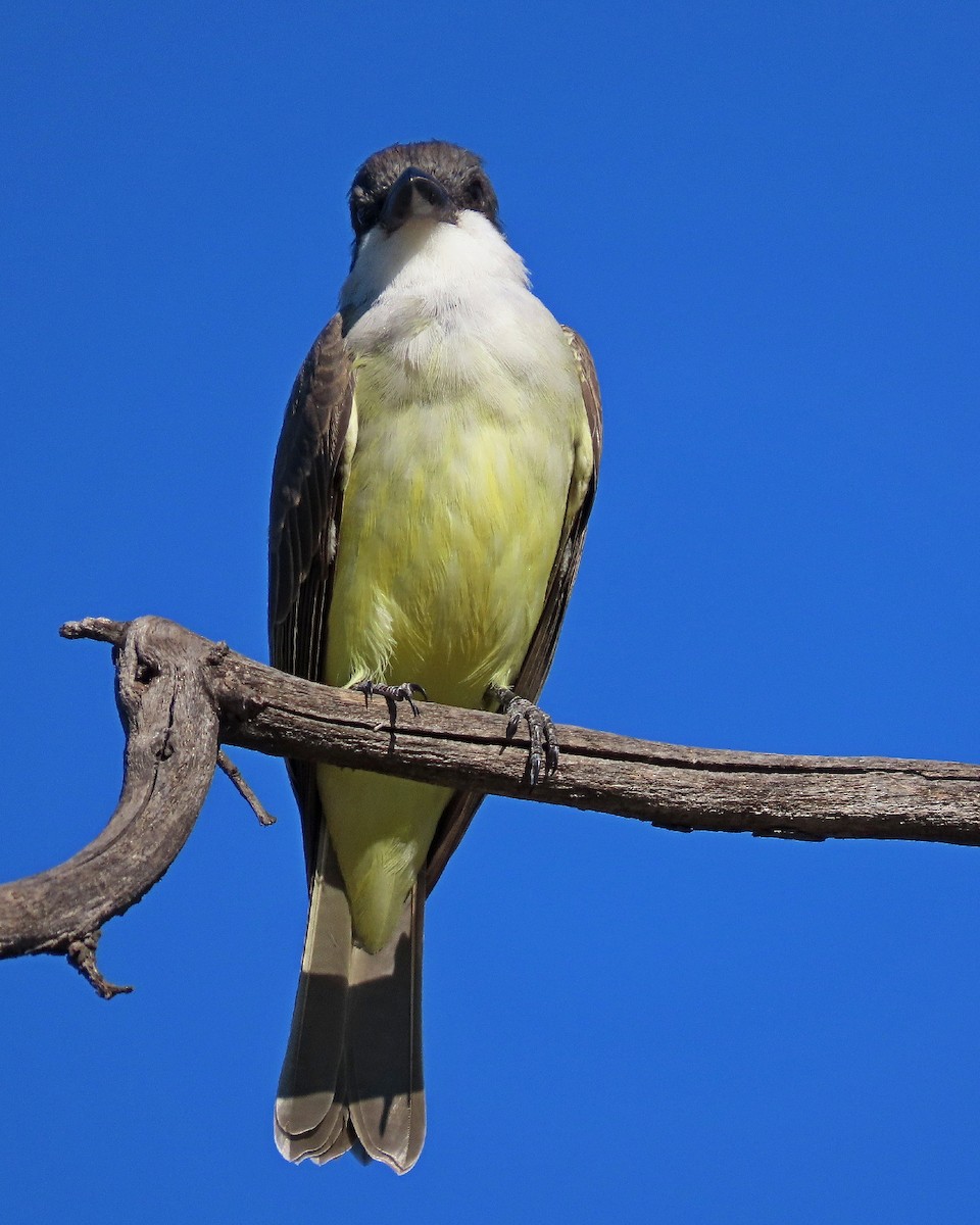 Thick-billed Kingbird - ML646944118