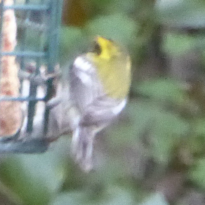 Townsend's Warbler - ML646944119